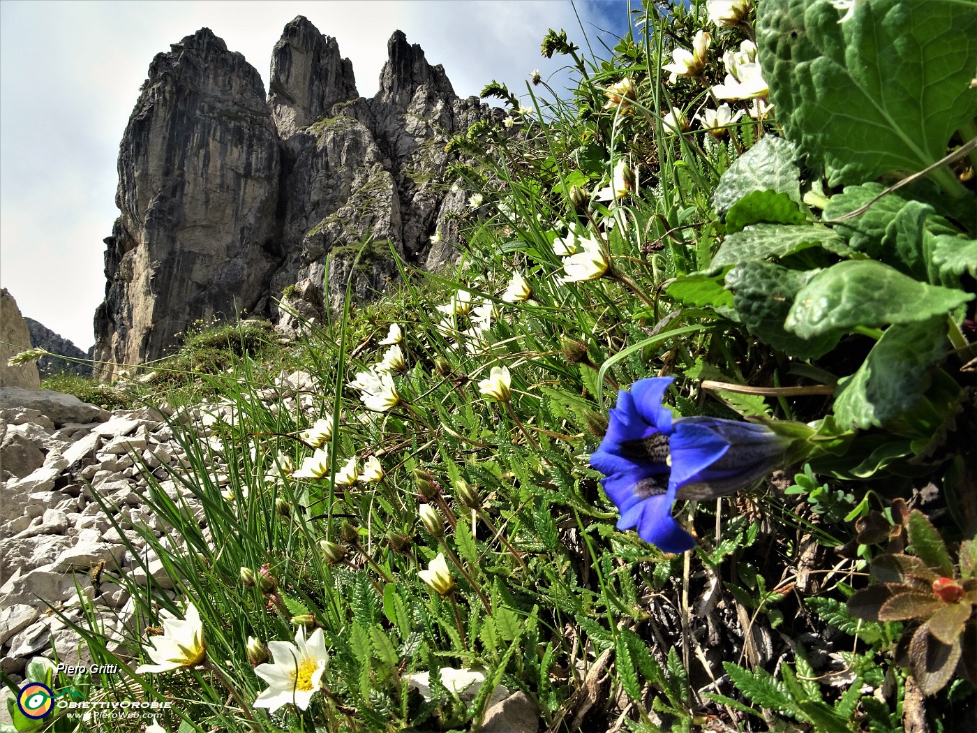 20 Camedrio alpino (Dryas octopetala) con Genziana di Clusius (Gentiana clusii) per il Torrione d'Alben .JPG